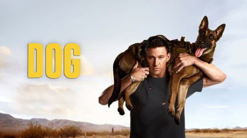 Dog still