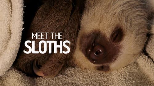 Meet the Sloths still