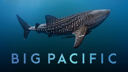 Big Pacific still