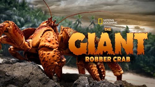 The Giant Robber Crab still