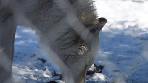 The First Canines still