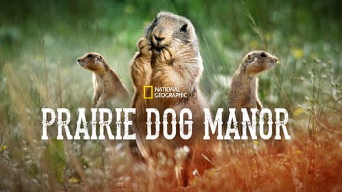 Prairie Dog Manor still