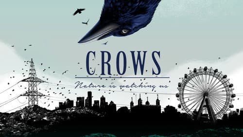 Crows - Nature Is Watching Us still