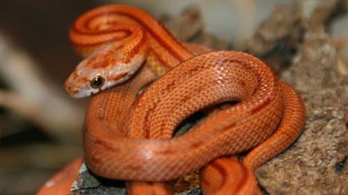 The Beauty of Snakes still