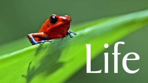 Life still