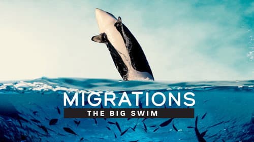 Migrations: The Big Swim still