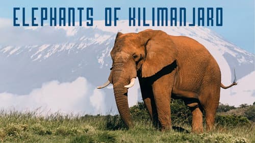 Elephants of Kilimanjaro still