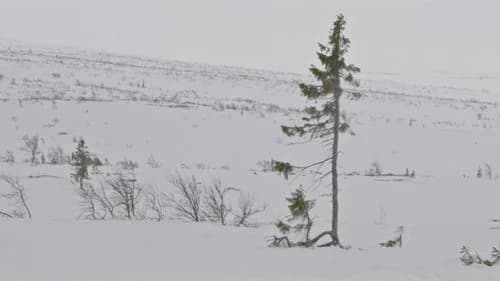 A tree is a tree still