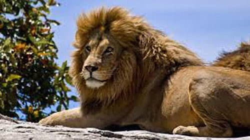 The Ultimate Guide: Big Cats still