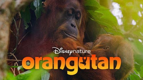 Orangutan still