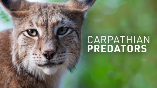 Carpathian Predators still