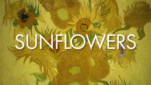 Sunflowers still