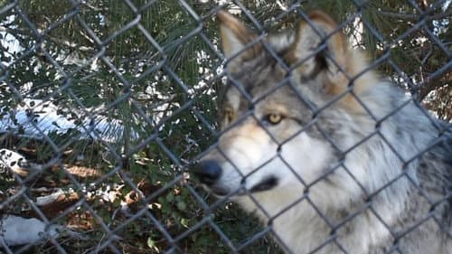 The First Canines still