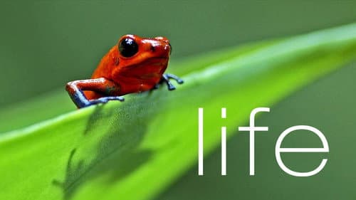 Life still
