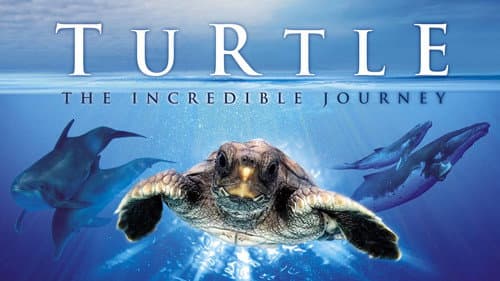 Turtle: The Incredible Journey still