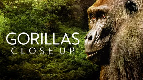 Gorillas Close Up still