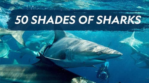 50 Shades of Sharks still