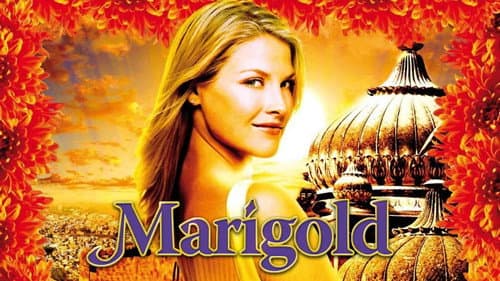 Marigold still