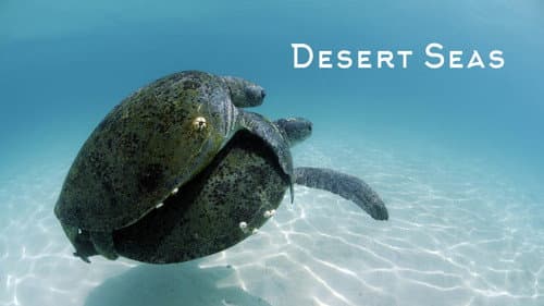 Desert Seas still