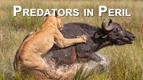 Predators in Peril still