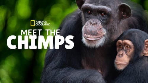 Meet the Chimps still