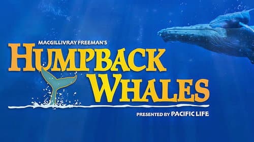 Humpback Whales still
