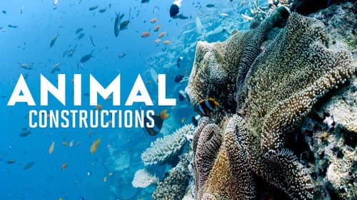 Animal Construction still