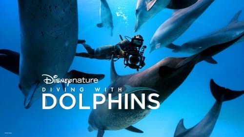 Diving with Dolphins still