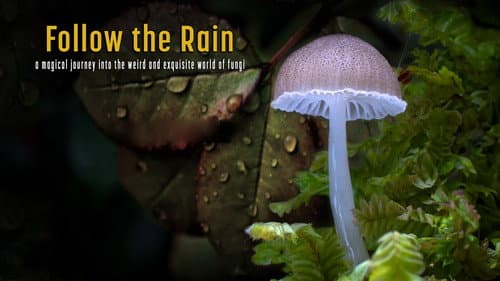 Follow the Rain still