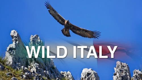 Wild Italy still