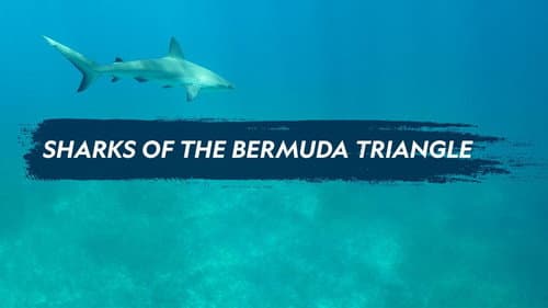 Sharks of the Bermuda Triangle still