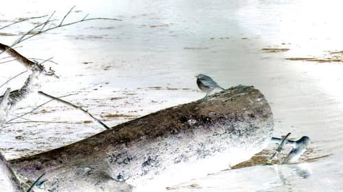 bird5.mp4 still