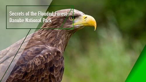 Secrets of the Flooded Forest - Danube National Park still