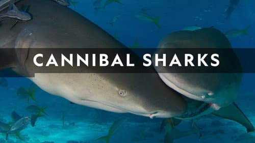 Cannibal Sharks still