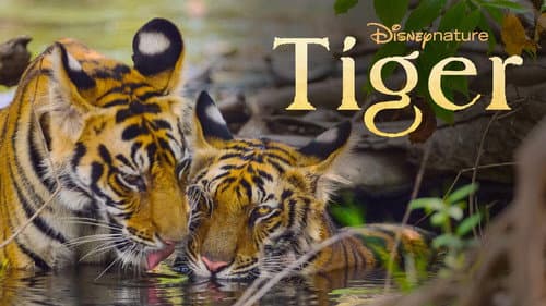 Tiger still