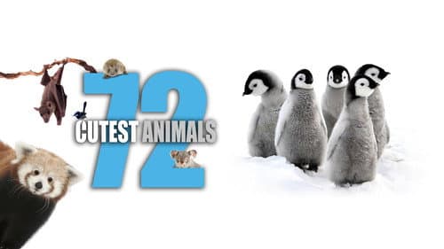 72 Cutest Animals still