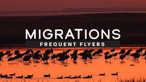 Migrations: Frequent Flyers still