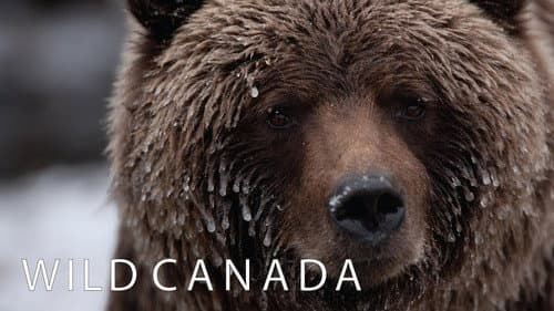 Wild Canada still