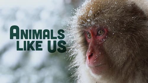 Animals Like Us still