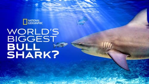 World's Biggest Bull Shark? still