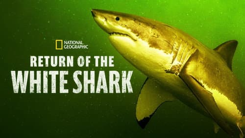 Return of the White Shark still