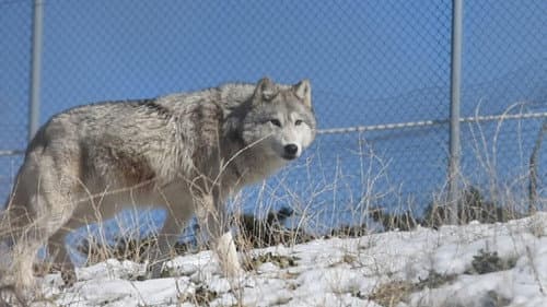 The First Canines still