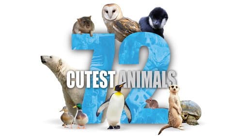 72 Cutest Animals still