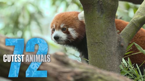 72 Cutest Animals still