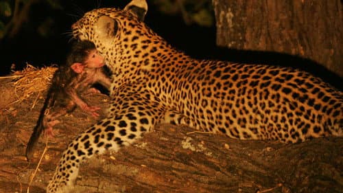 Eye of the Leopard still
