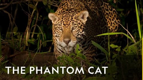 The Phantom Cat: Jaguar still