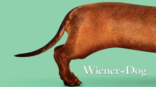 Wiener-Dog still