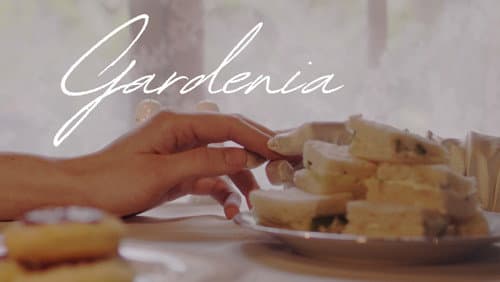 Gardenia still