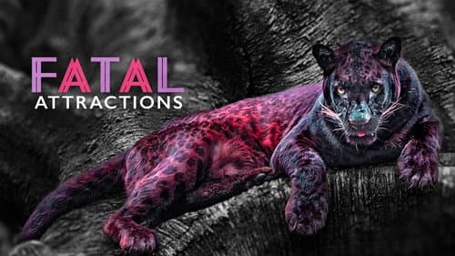 Fatal Attractions still