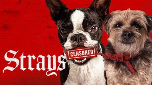 Strays still